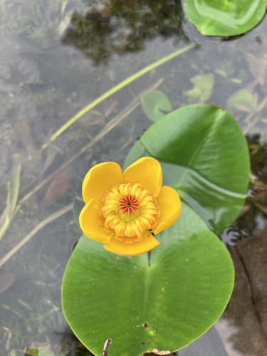 Nuphar pumila f. rubro-ovaria iNat (3)