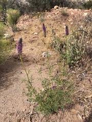 Dalea searlsiae