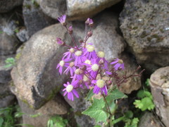 Pericallis echinata