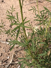 Dalea searlsiae