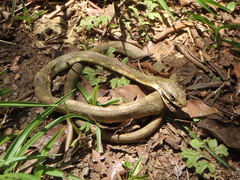 Phrynonax poecilonotus