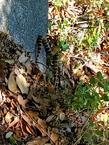 iNaturalist observation photo of California Mountain Kingsnake