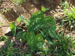 Caladium