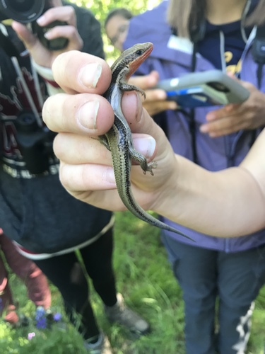iNaturalist observation photo of Western Skink
