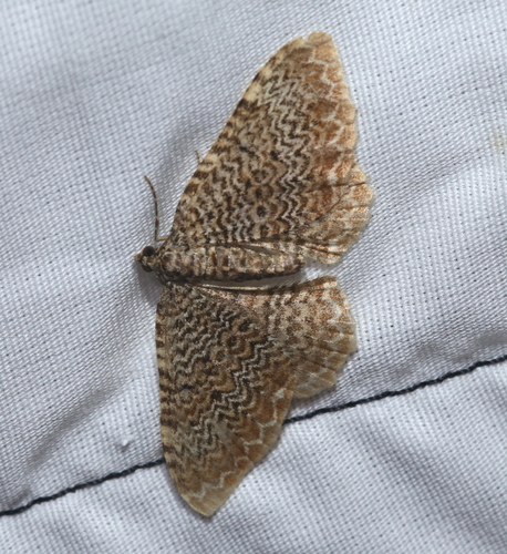Cherry Scallop Shell Moth photo 2