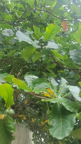 Terminalia catappa observed 2024-05-21