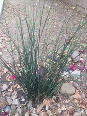 Juncus textilis