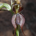 Pterostylis lingua - Photo (c) Lachlan Copeland, some rights reserved (CC BY-NC), uploaded by Lachlan Copeland
