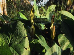 Urospatha friedrichsthalii
