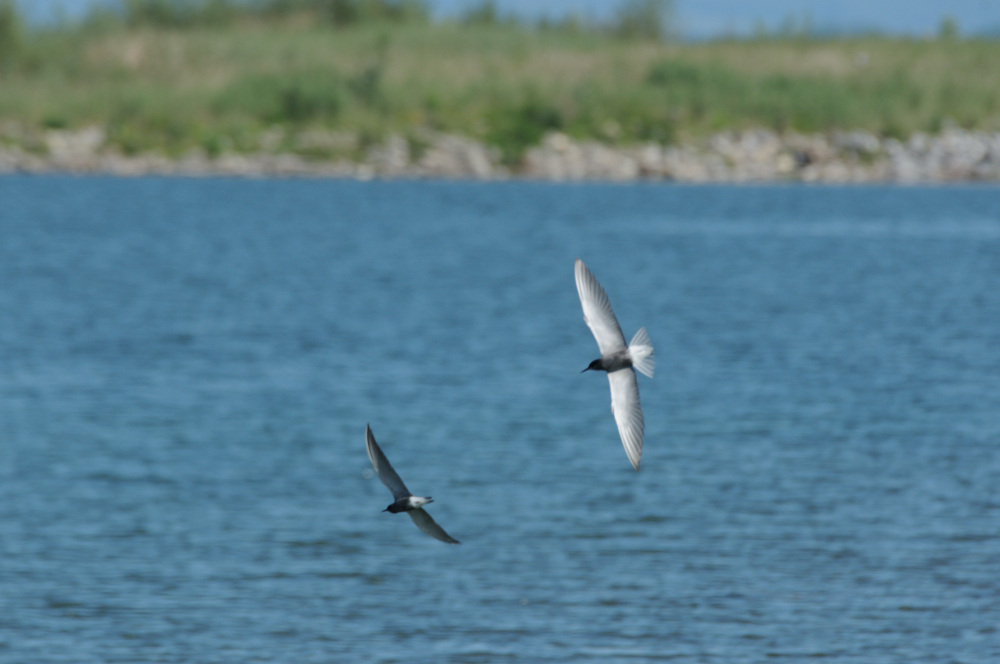 Black Tern