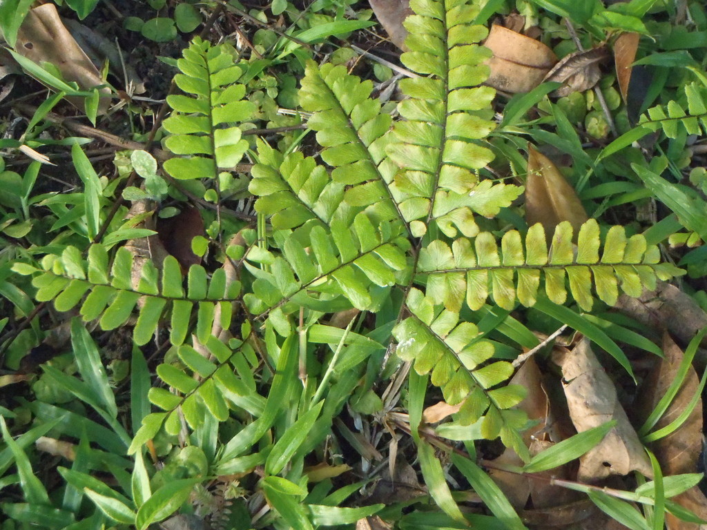 Maidenhair fern