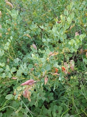 Colutea orientalis, photograph (c) sergleb, some rights reserved (CC BY)