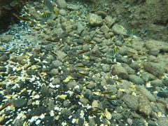 Cortez Rainbow Wrasse