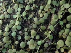 Peperomia rotundifolia