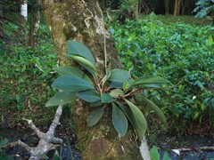 Peperomia obtusifolia