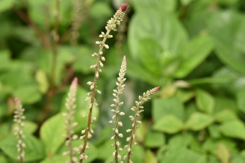 Image of Cyathula prostrata by (c) Yung-Lun Lin, some rights reserved (CC BY)