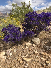 Psorothamnus fremontii