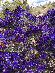 Psorothamnus fremontii