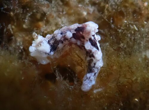 Representative image of Aegires palensis