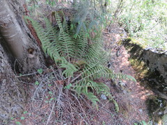 Polystichum speciosissimum