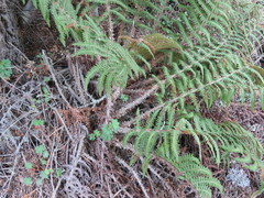 Polystichum speciosissimum