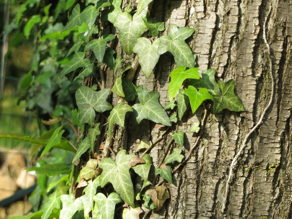 Hedera helix