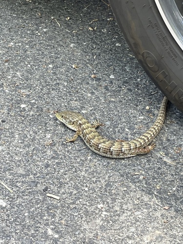 iNaturalist observation photo of Southern Alligator Lizard