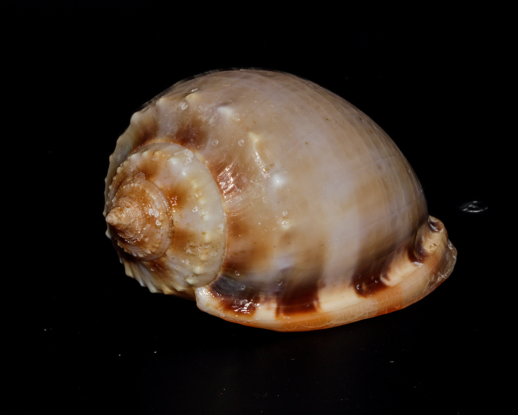 Banded Bonnet Snail from VLF Bay, Exmouth, WA, Australia on May 21 ...