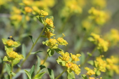 Euphorbia spinosa