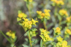 Euphorbia spinosa