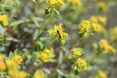 Euphorbia spinosa