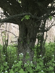 Malus