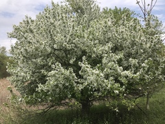 Malus