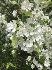 Malus