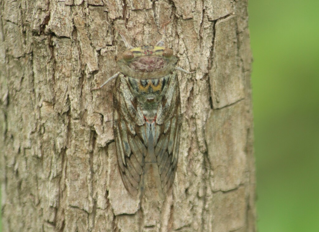 Broadwing Cicadas from Kengeri Satellite Town, Bengaluru, Karnataka ...