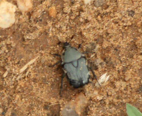 Genus Pogonopus · iNaturalist