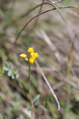 Coronilla minima