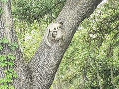 Sciurus niger shermani