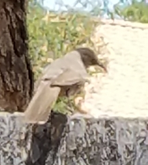 Toxostoma curvirostre