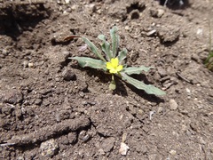 Camissoniopsis pallida