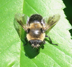 Cephenemyia phobifer