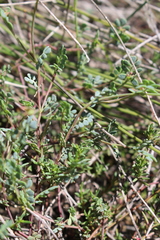 Coronilla minima