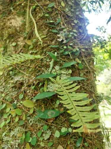 Goniophlebium formosanum iNat (3)