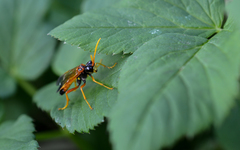Tenthredo campestris