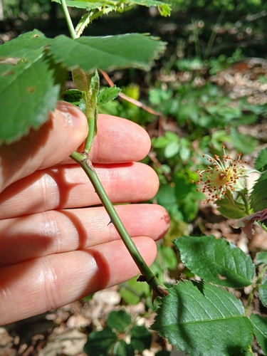Image of Rosa marginata by (c) Martin Scheuch, some rights reserved (CC BY)