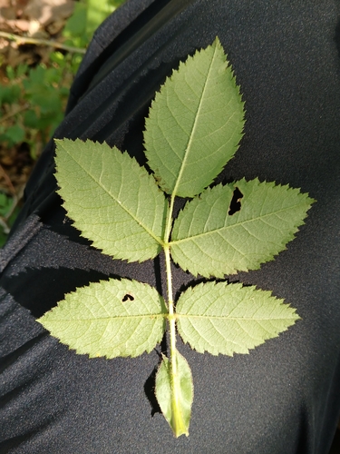 Image of Rosa marginata by (c) Martin Scheuch, some rights reserved (CC BY)
