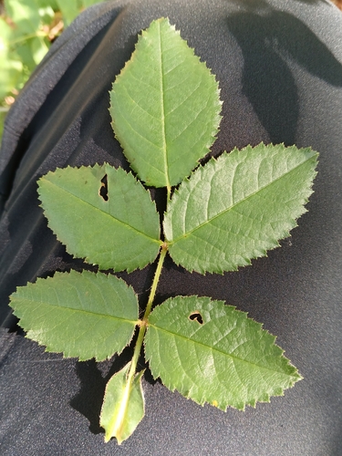 Image of Rosa marginata by (c) Martin Scheuch, some rights reserved (CC BY)