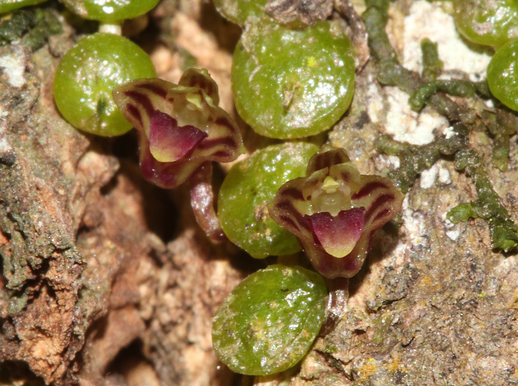 Bulbophyllum minutissimum