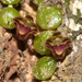 Bulbophyllum minutissimum - Photo (c) Lachlan Copeland, algunos derechos reservados (CC BY-NC), subido por Lachlan Copeland