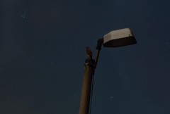 Rupornis magnirostris